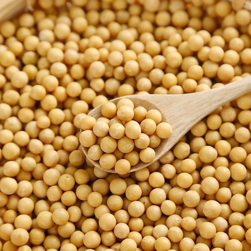 农家老品种黄豆。