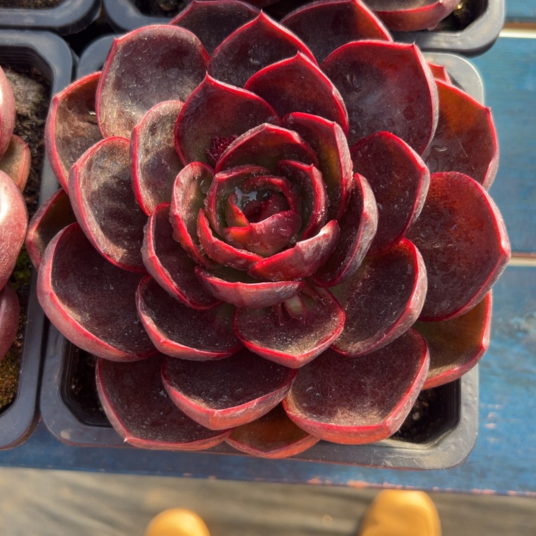 从前慢花园多肉精选编号1.3红灯