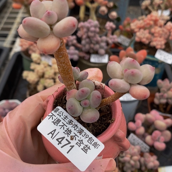 四代苹果奶471多肉植物