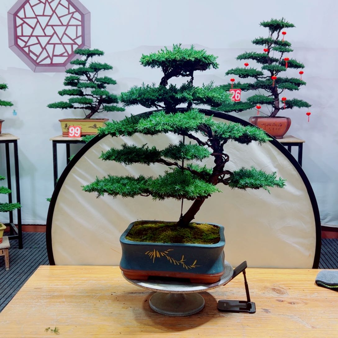老桩盆景艳*天原生桩龙爪松