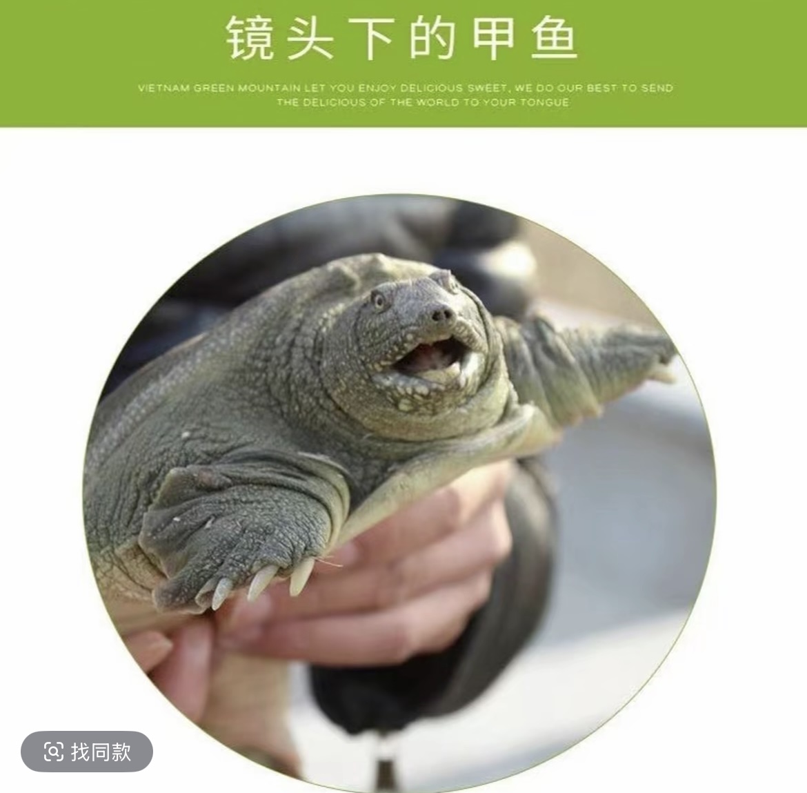 （福利鱼）外塘生态养殖鲜活大甲鱼中华鳖青背水鱼滋补佳品