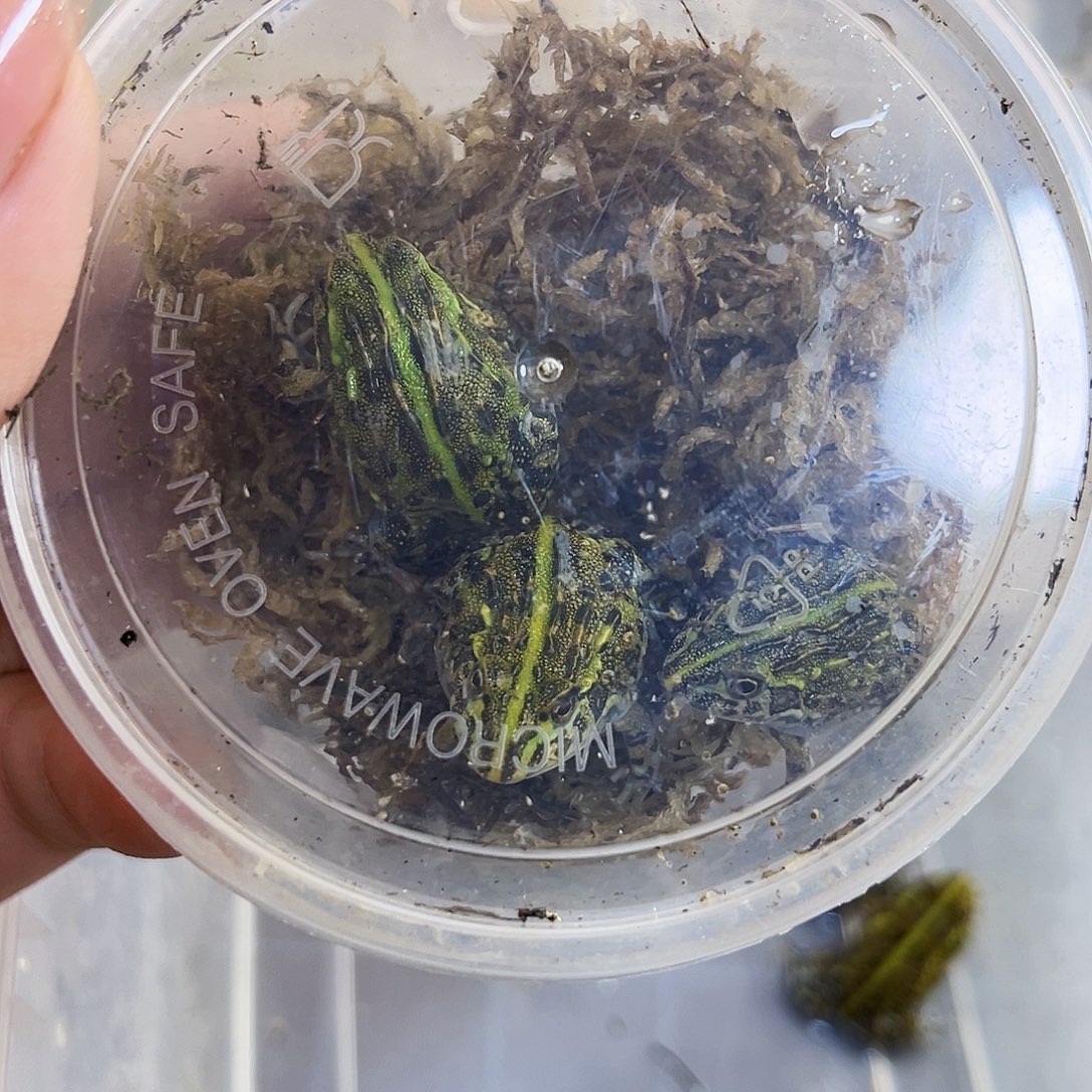 角蛙非洲牛蛙专拍链接