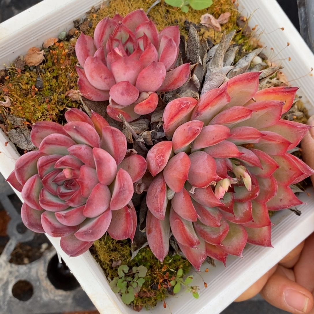 7317杂交多肉老桩