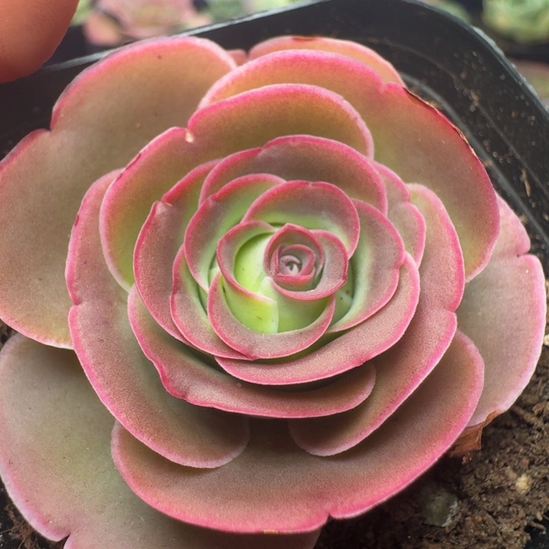 楹楹-347清秋瑕疵福利-冠幅 3.5CM