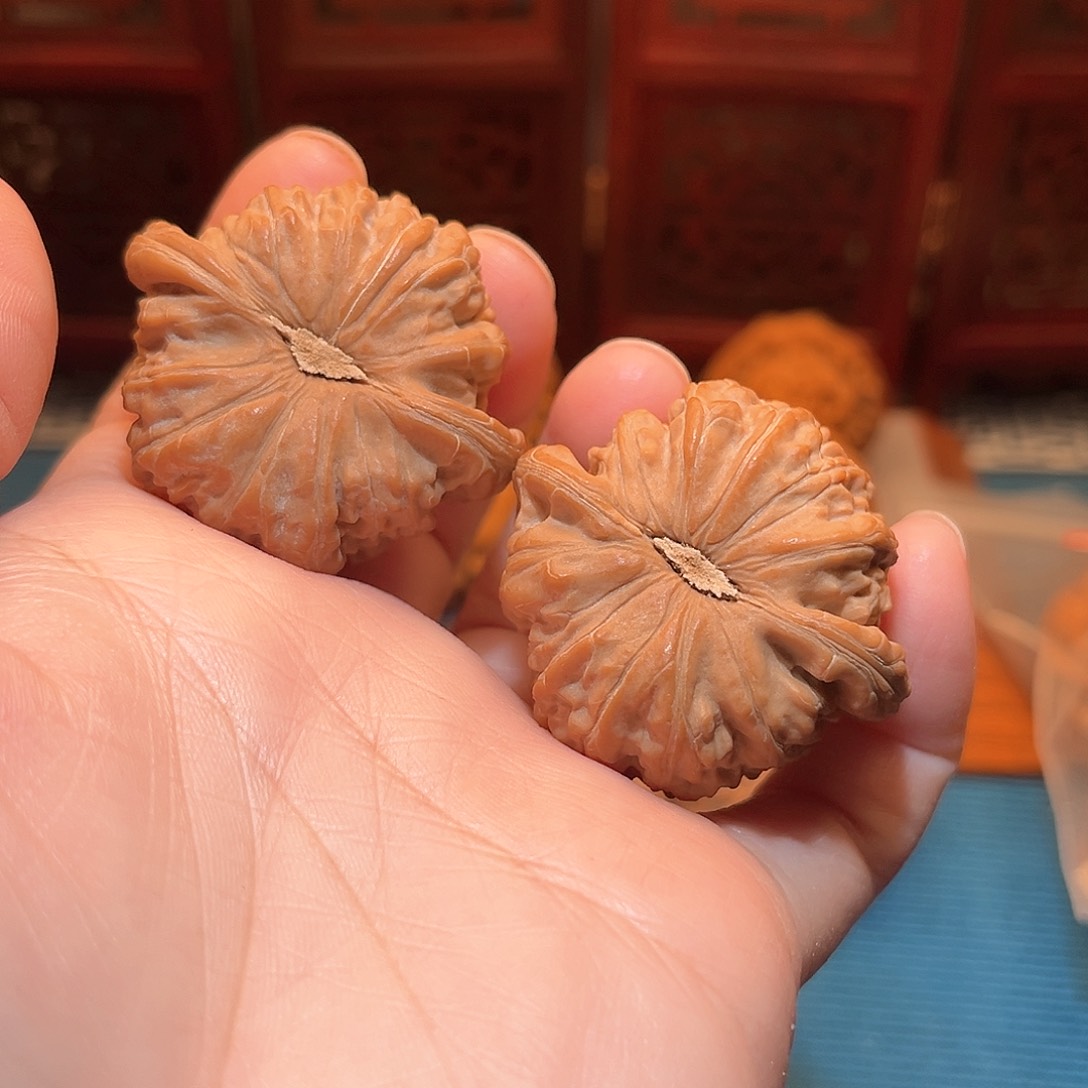 40全品白狮子，精品