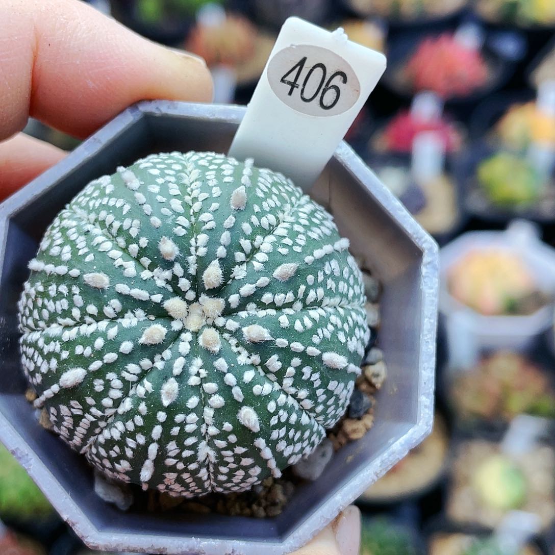 非偏远地区满25裸根发货仙人球