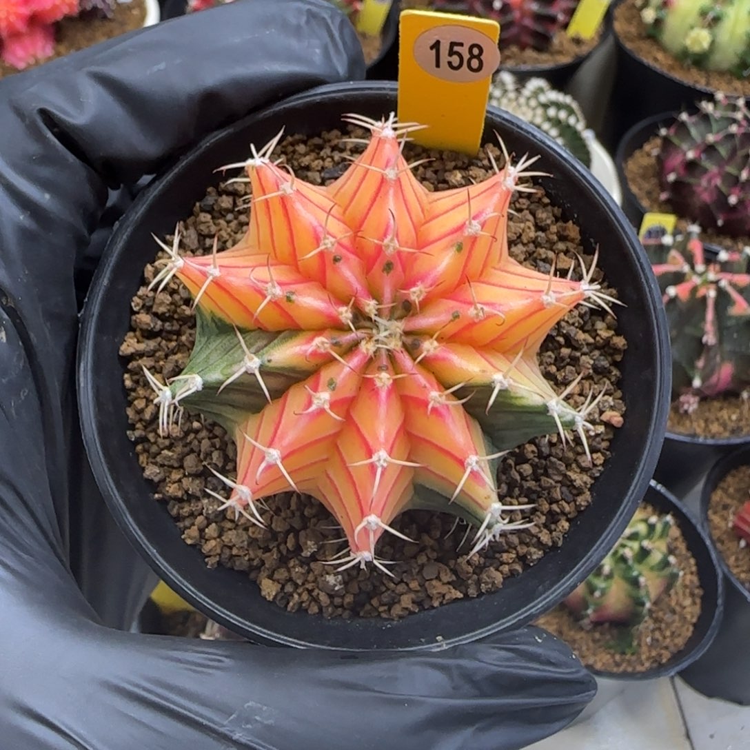 158泰系实生肋骨锦