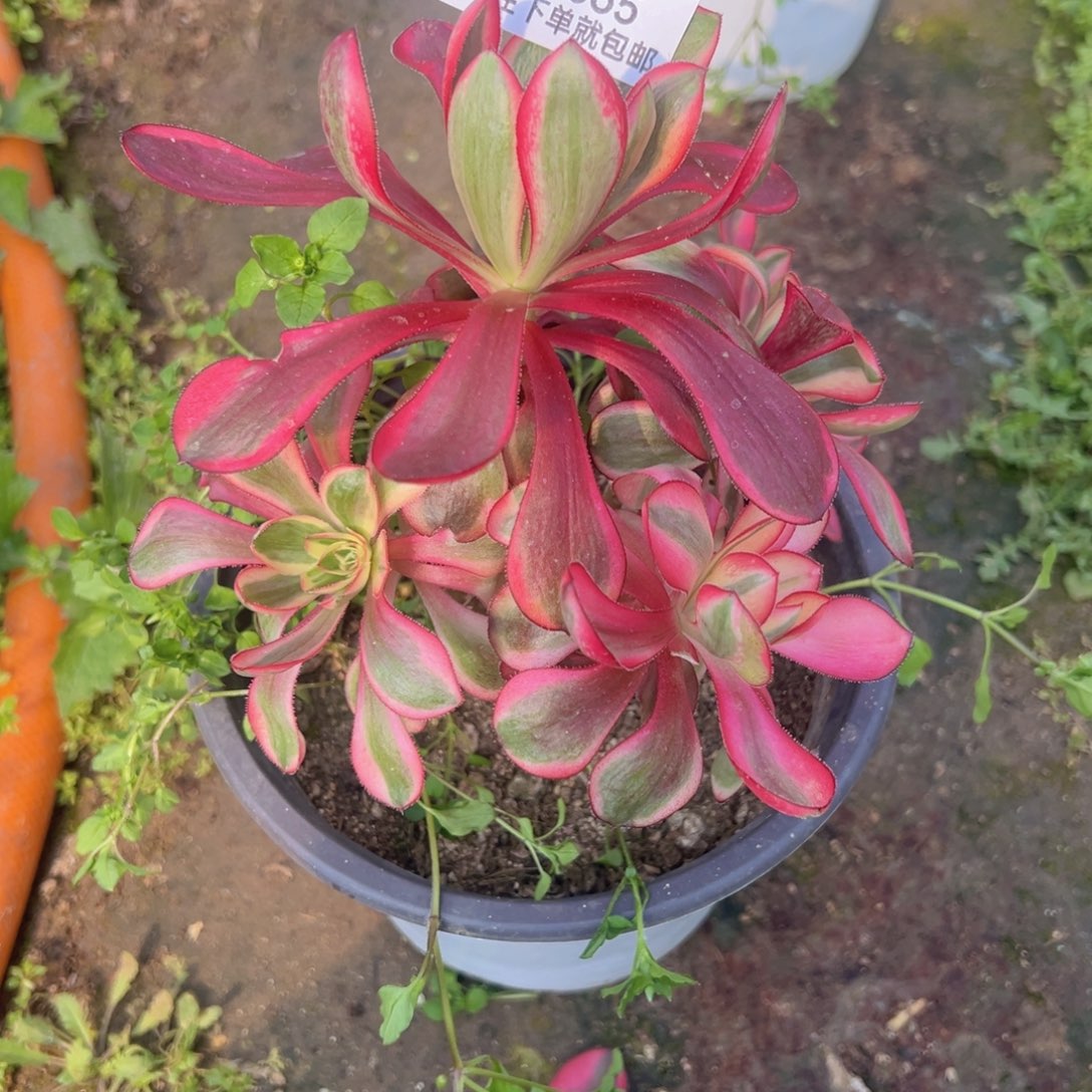 巫毒白多肉植物丛林665