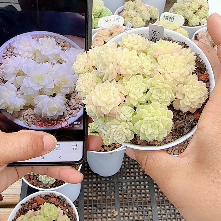 雪***子1203-31（fm-232）专拍