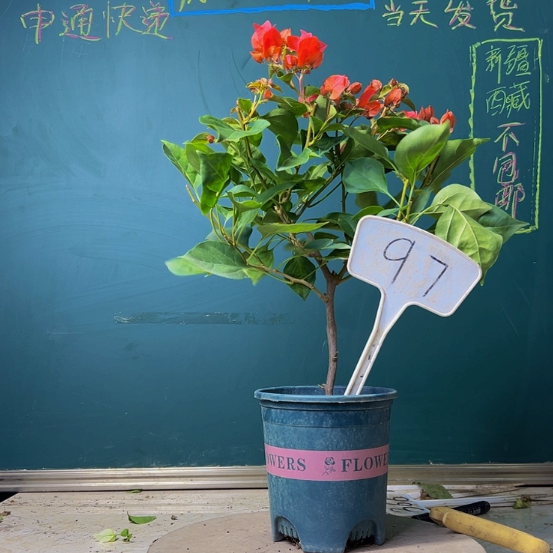 当前无花栽培后可以开花炸 暗斑夕阳红 97