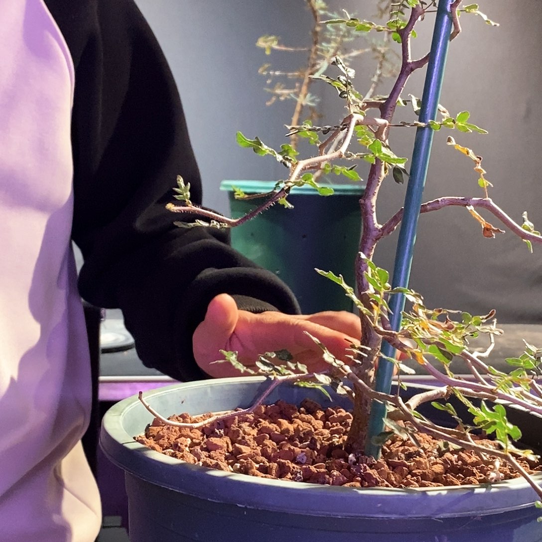 滔天没药一个实生