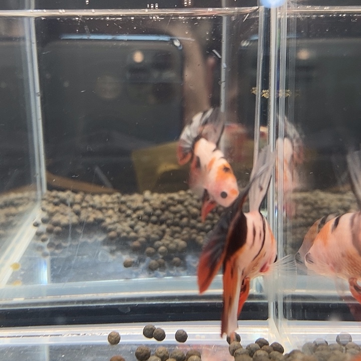 斗鱼黑311号巨斗将军