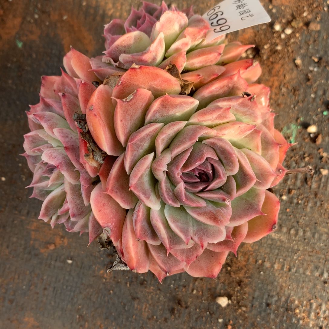 6699杂交精品基地10厘米