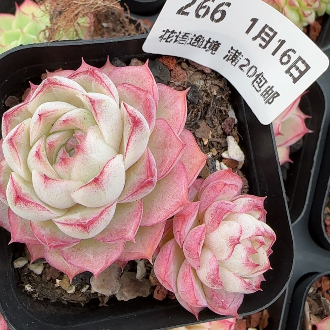 花语逸镜0116-266