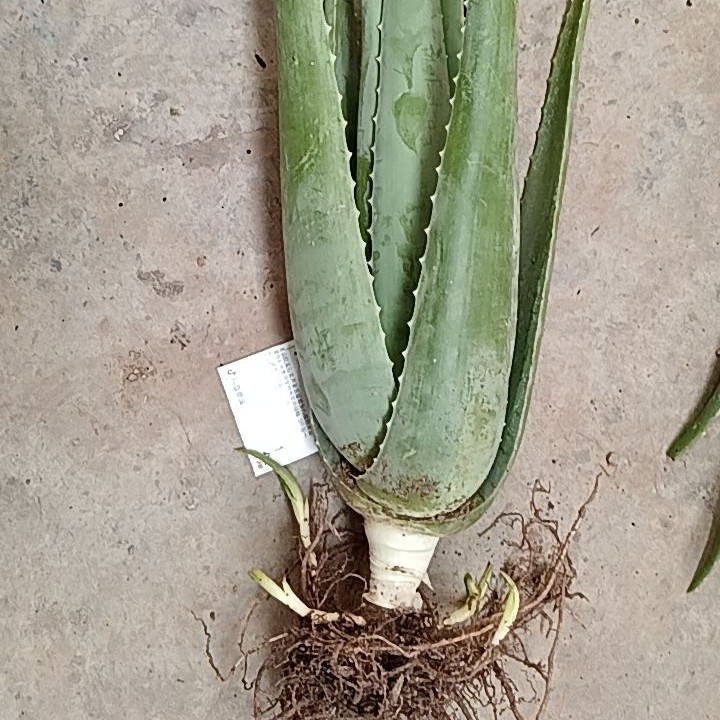 芦荟苗，自选一物一拍绿植盆栽植物