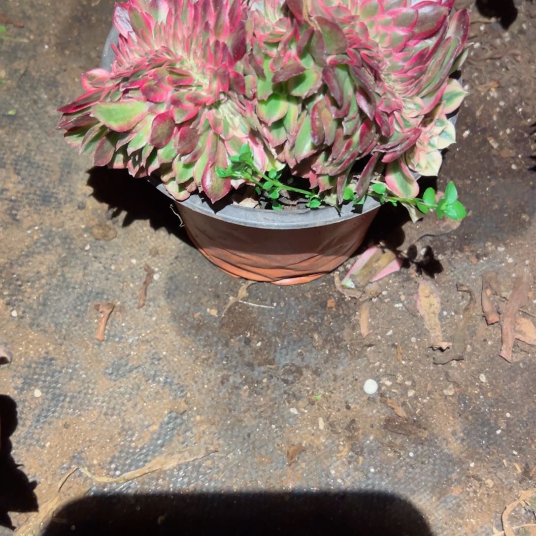 3026 号多肉法师植物新年福利