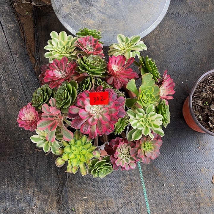 倩架接法师一个302号