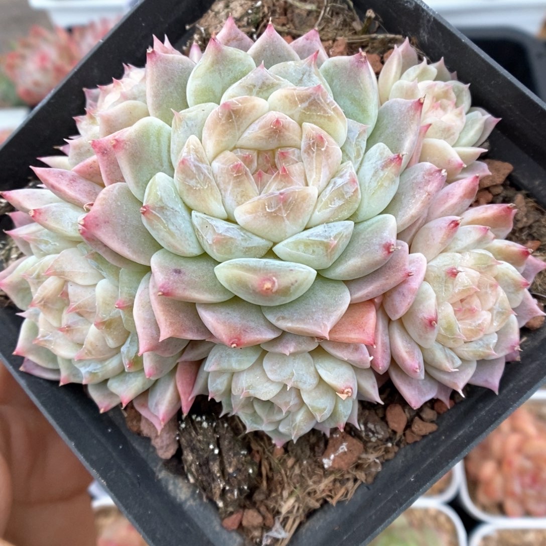 糖心冰魄群生可拍937号