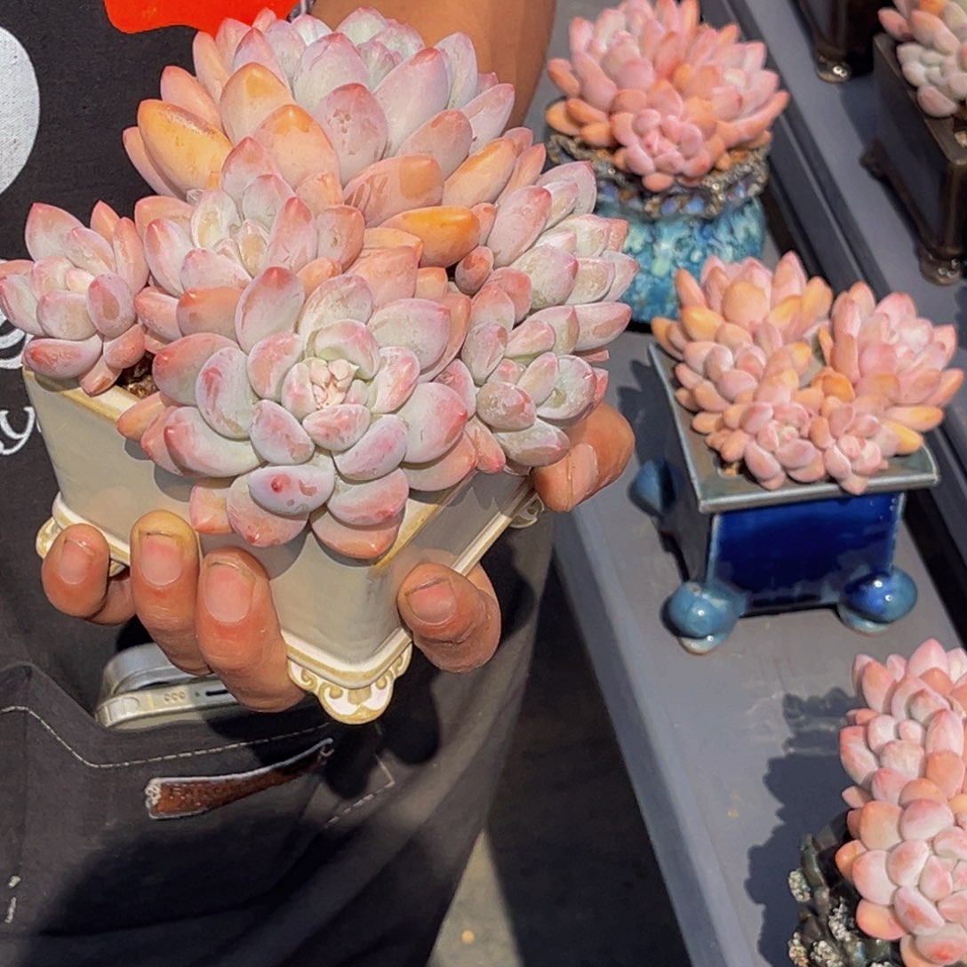 0026号上午多肉植物群生多肉