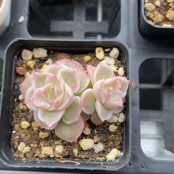 虾饺 虾饺 多肉 12.13