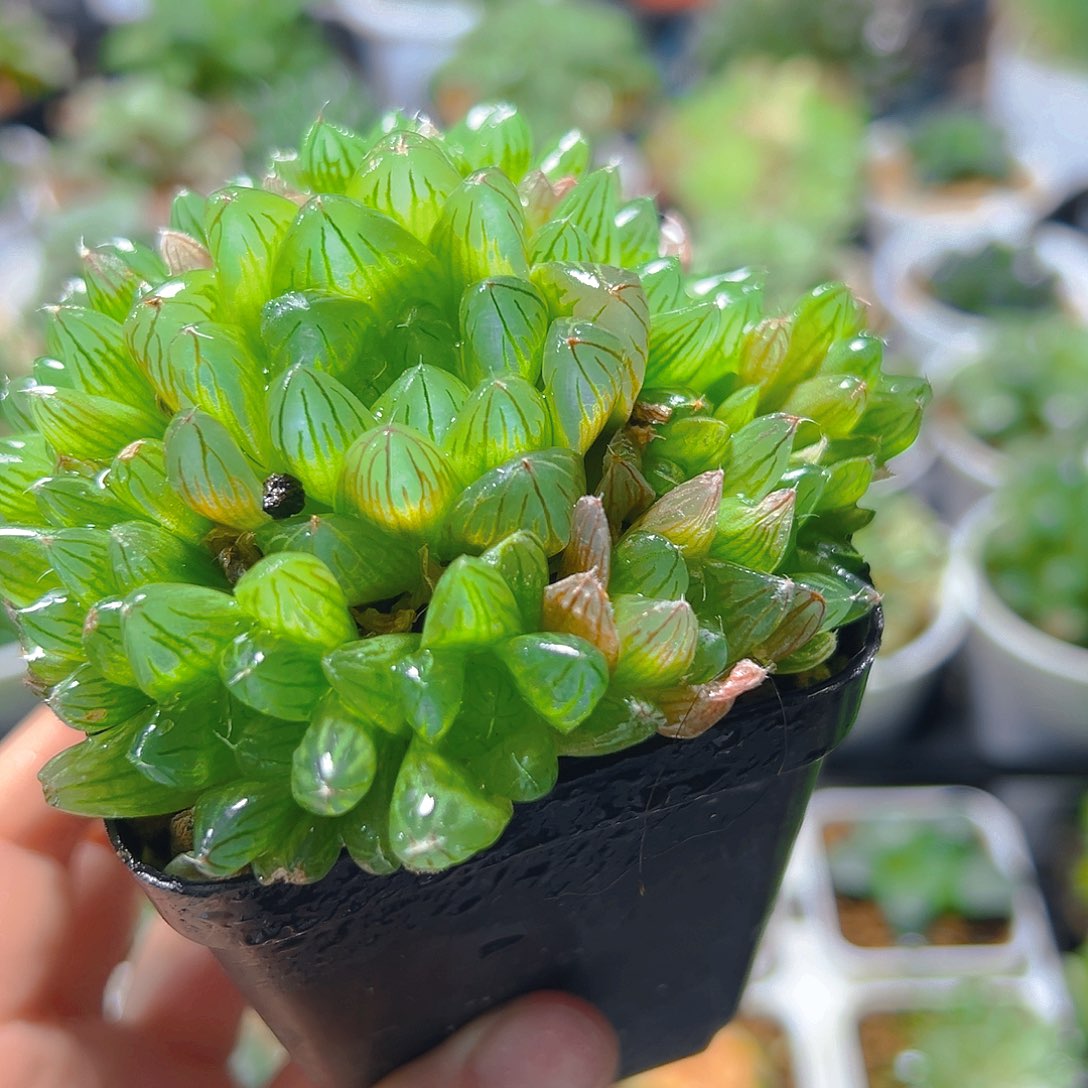 实生群多肉多肉多肉