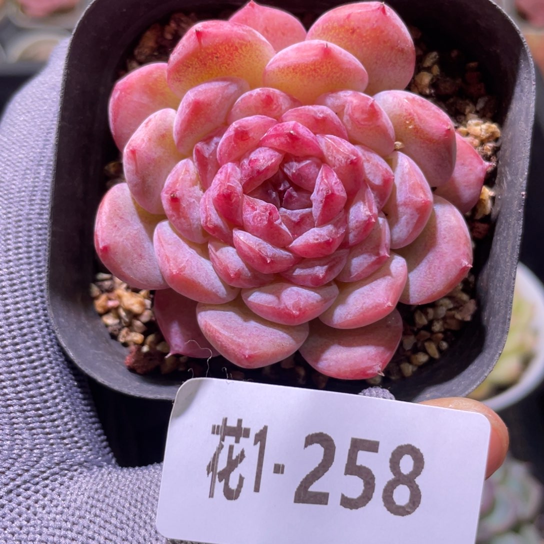 花利美1-258果汁  