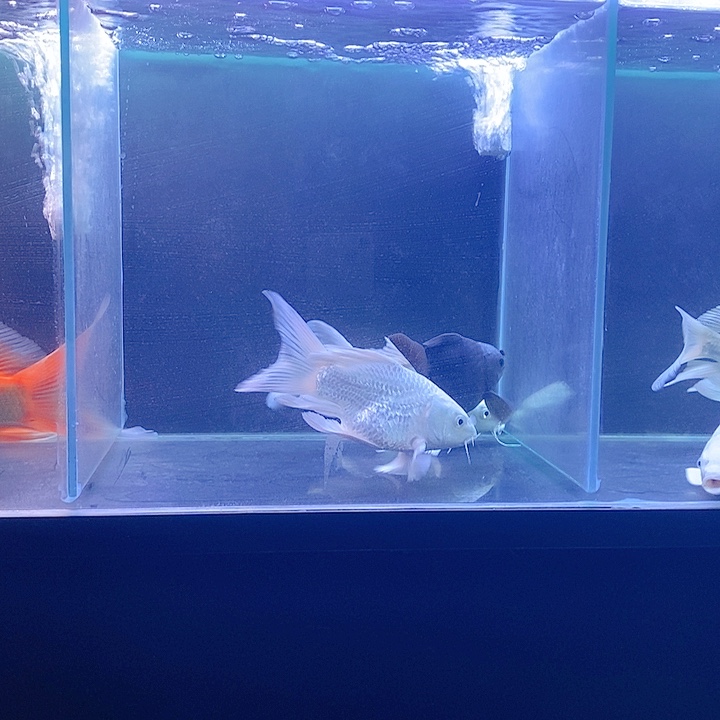 人***欢海水鱼蝴蝶鲤三条