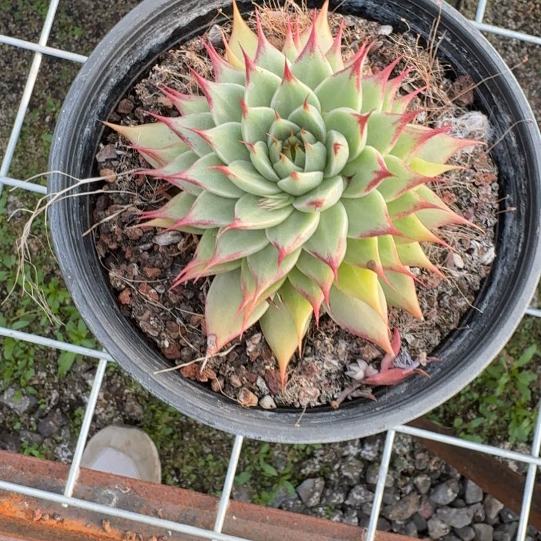 托斯卡内丽叠叶单头