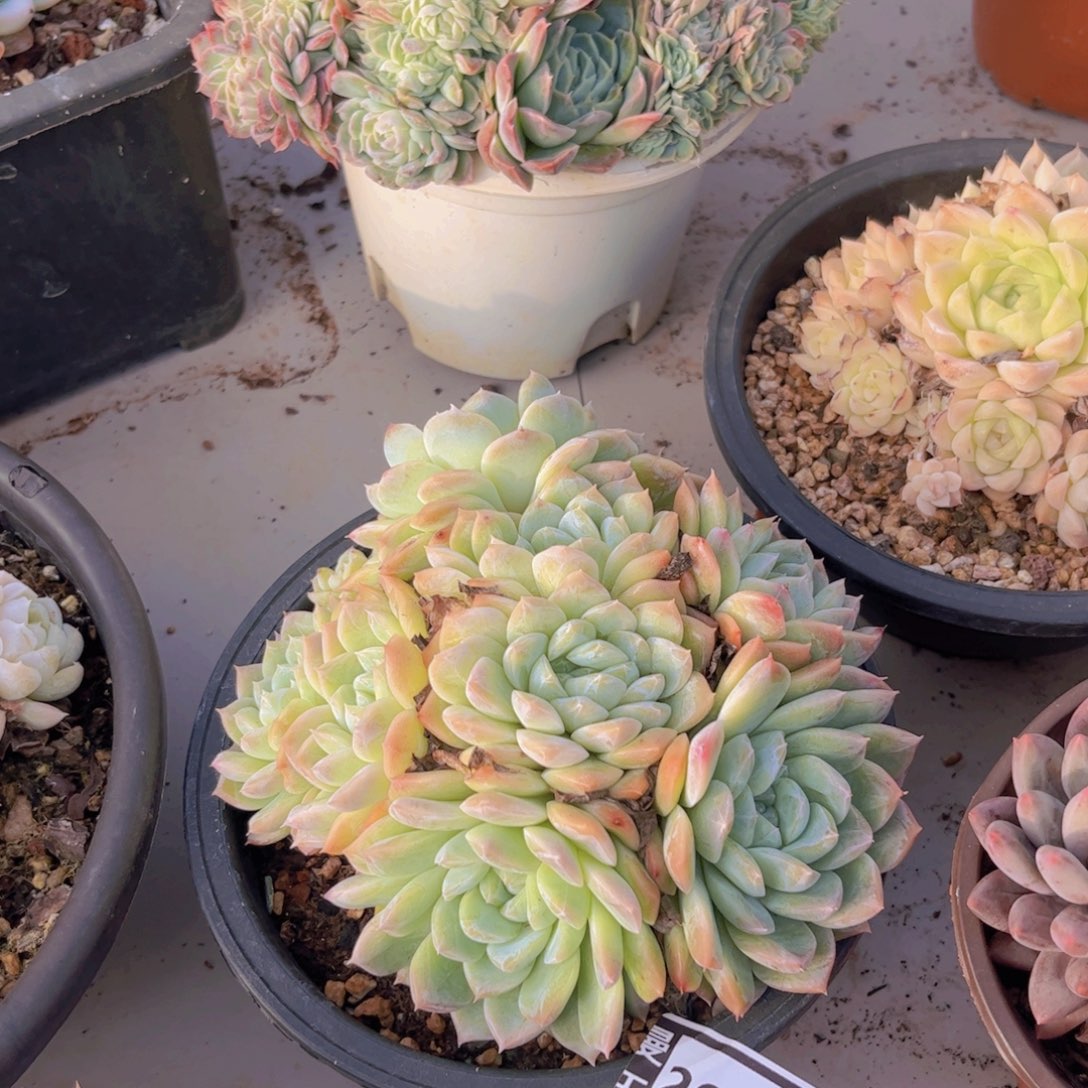 月影杂多肉植物25124