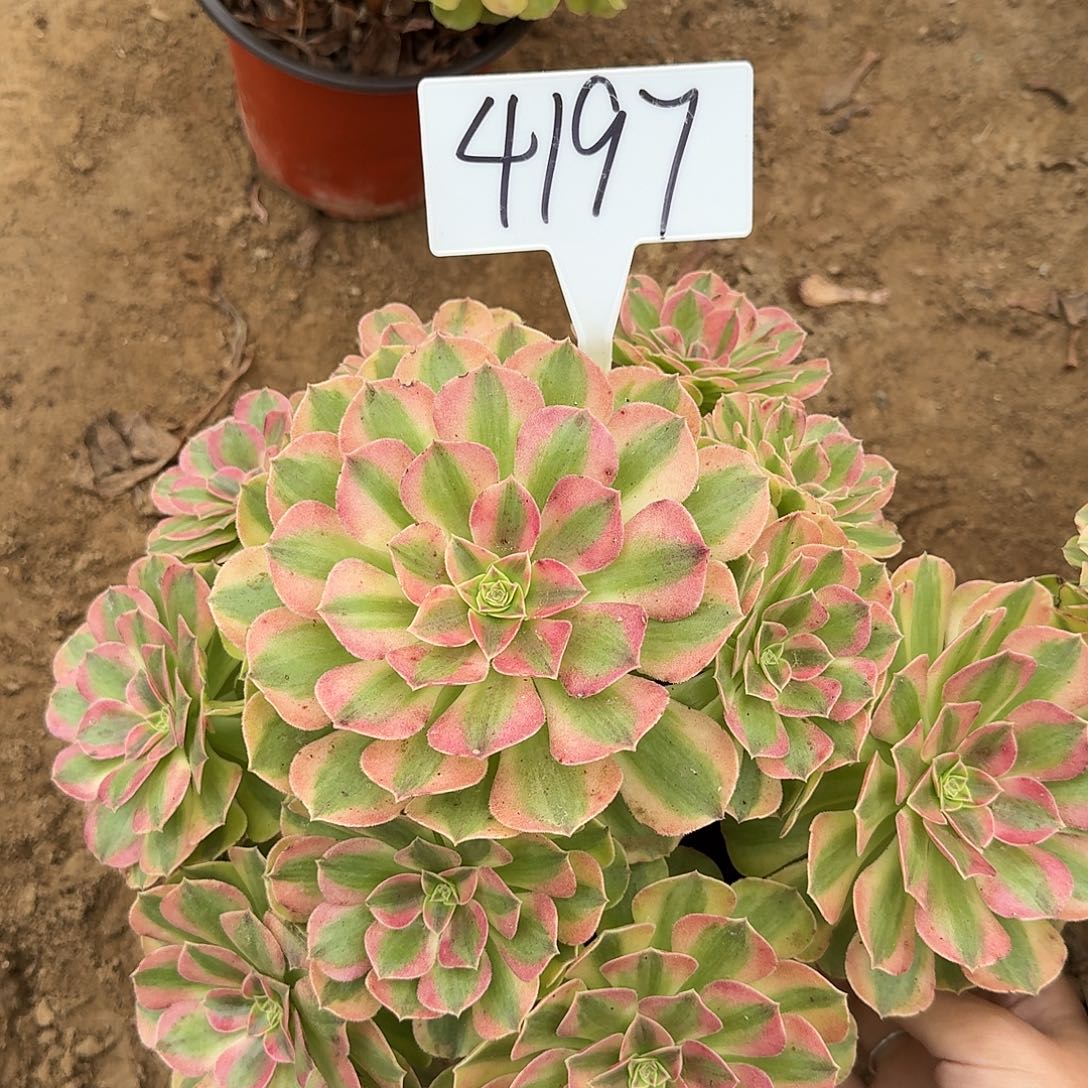 4197雨荷多肉法师