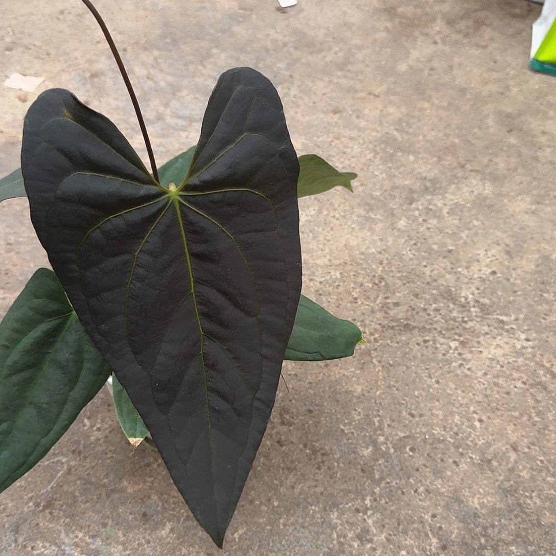 不开花植物小羊皮杂papiFs