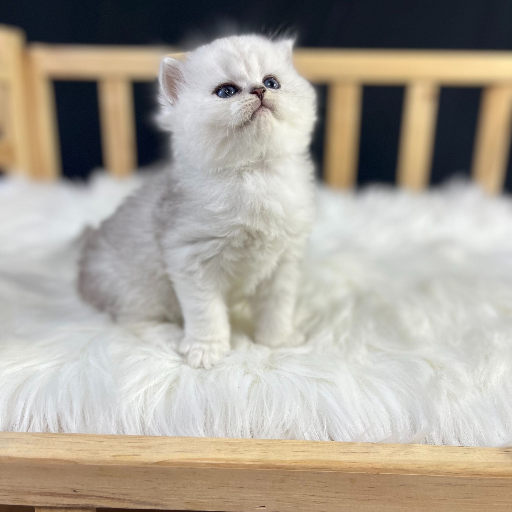 哆来咪中高端宠物猫咪宠物猫布偶拿破仑矮脚美短狗狗活体布偶猫