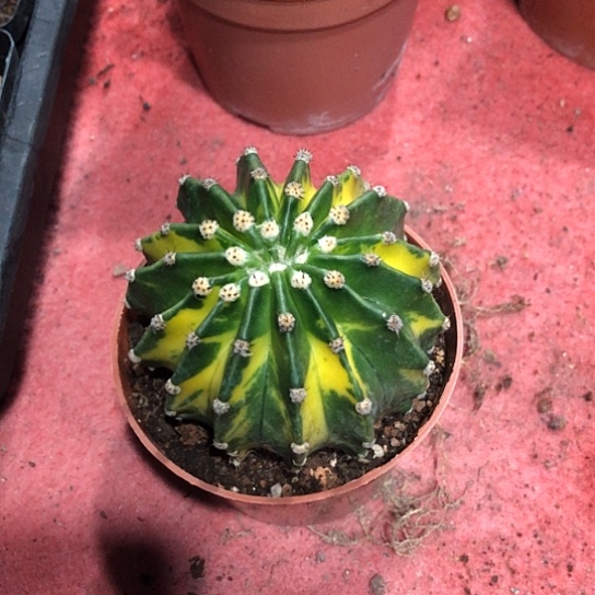 世界图锦仙人球花色