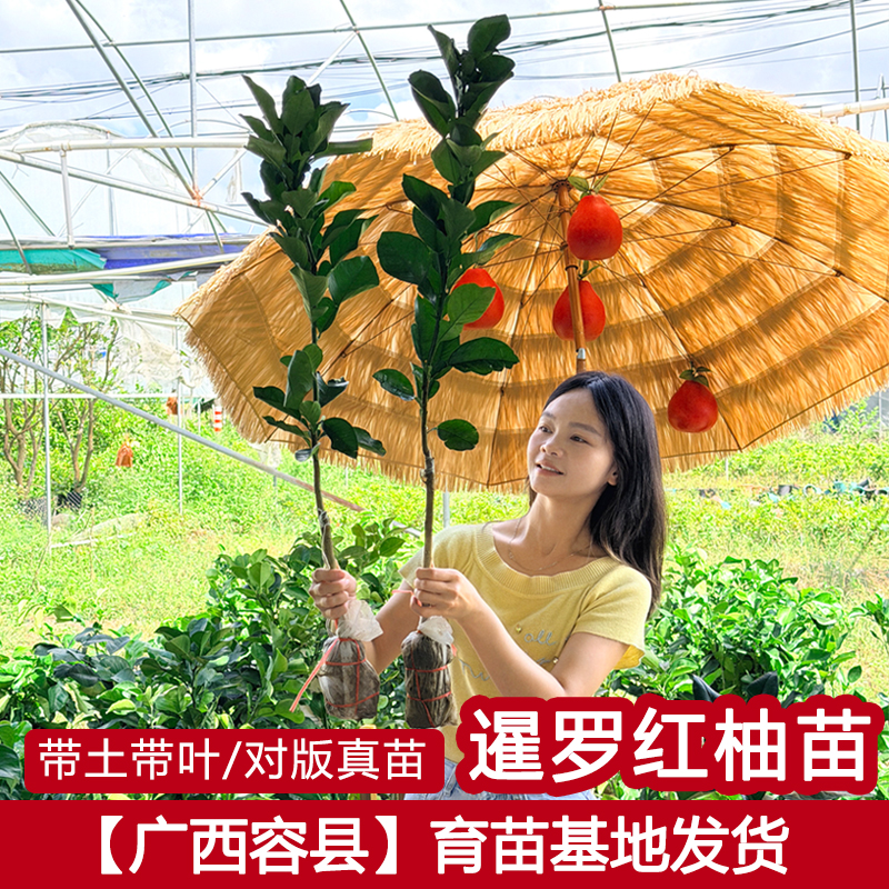 【2年苗】正宗暹罗香水红柚树苗嫁接苗南方种植地栽果树苗带土带叶