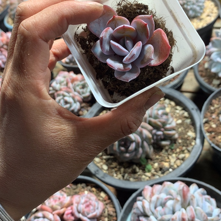 奶茶哈哈哈哈哈哈哈哈哈