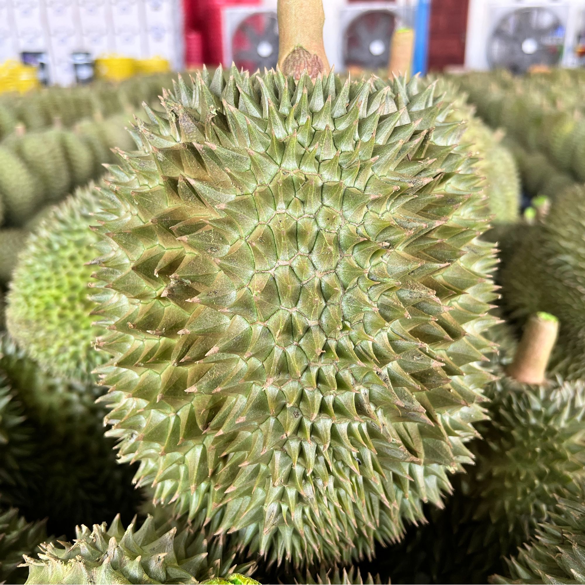 【泰国空运30老树树熟金枕榴莲】空运金枕榴莲