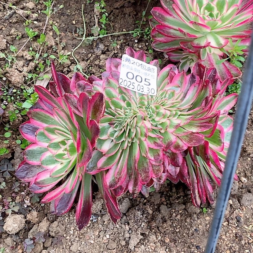 【闪购商品】3.30-5倾城缀多肉植物