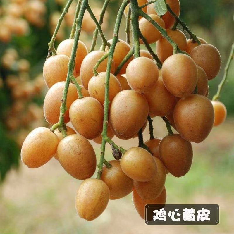 直播间果树苗一物一拍