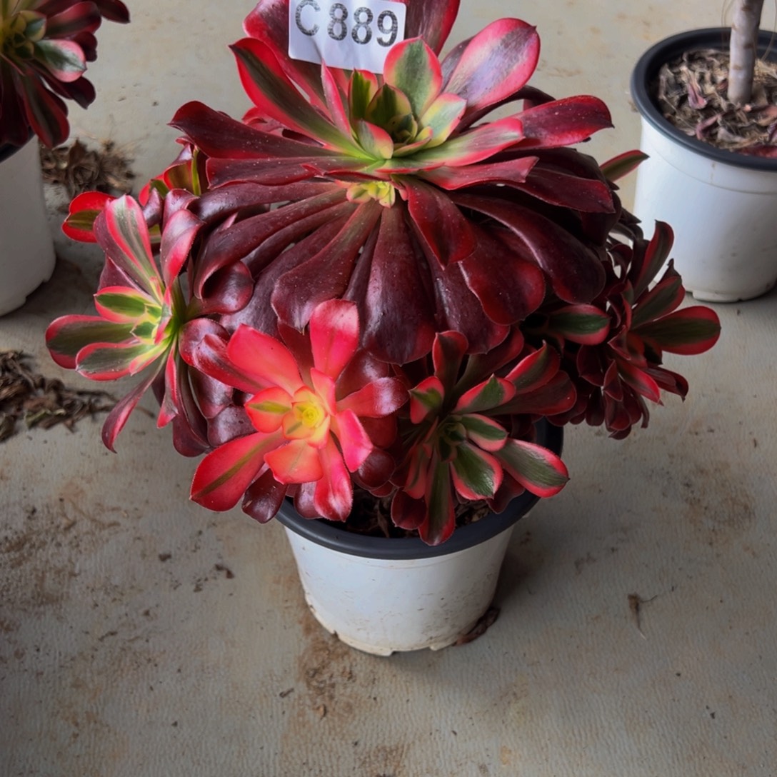 幸***嘟法师多肉植物美杜莎889