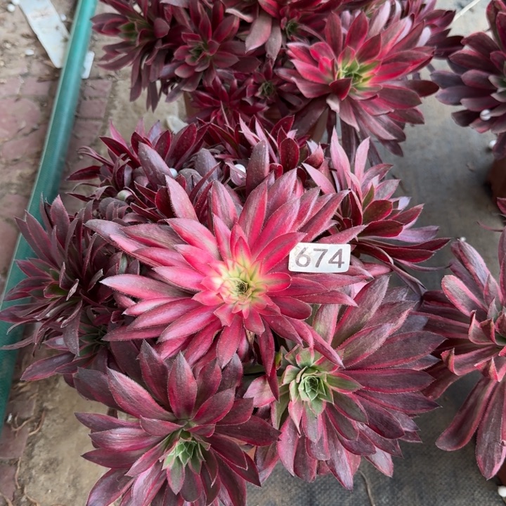 朱雀变异捧花大群674