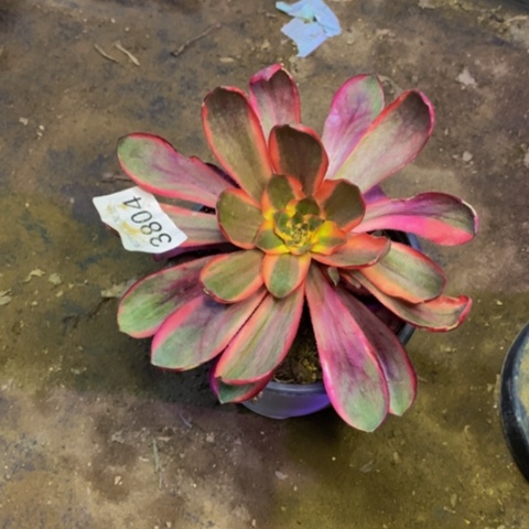 红魔女多肉植物3804