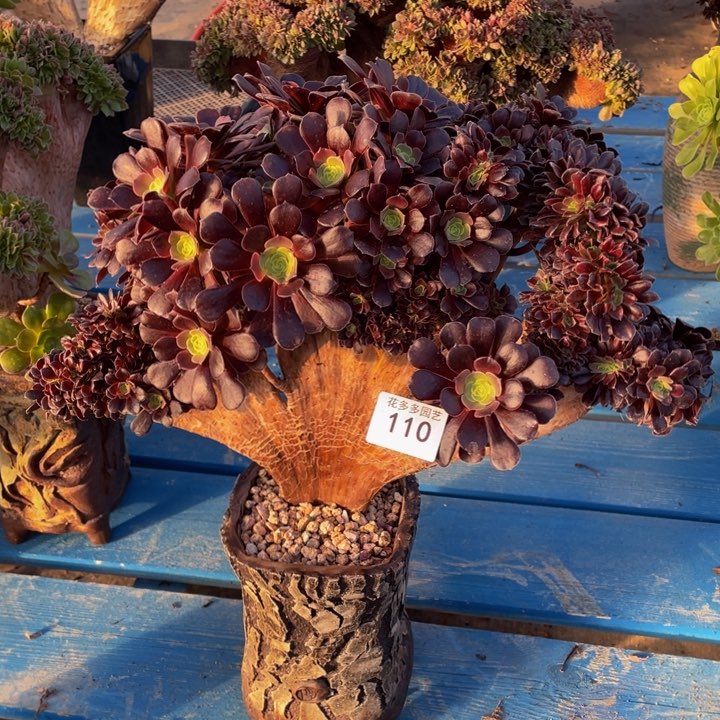 叶*110号欧子法师朵朵