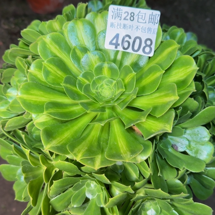 4608琉璃多肉植物