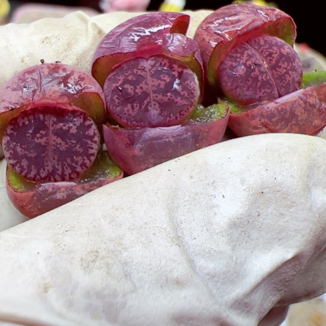 115 优秀的肉肉37