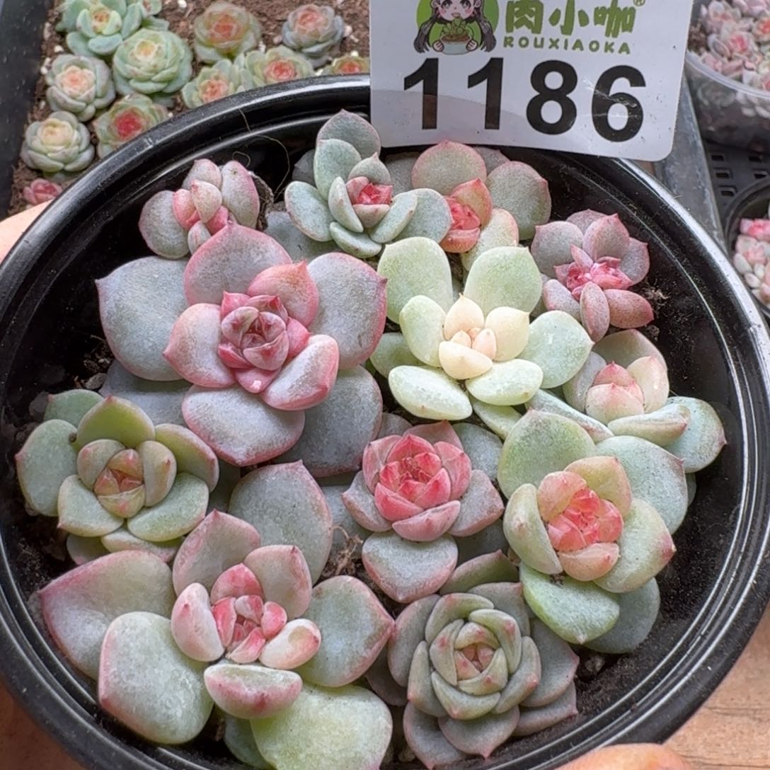 多肉植物多肉植物