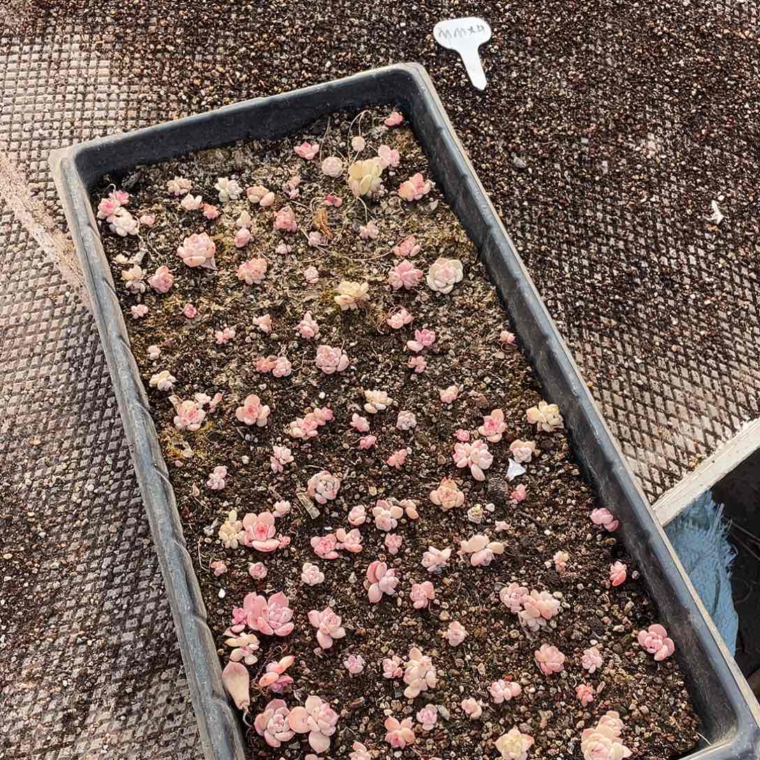 莹***肉144。 定。                  