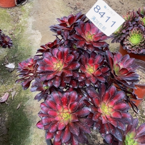 魅力多肉多的8411