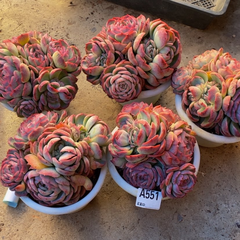 【闪购商品】小*.多肉植物五颗