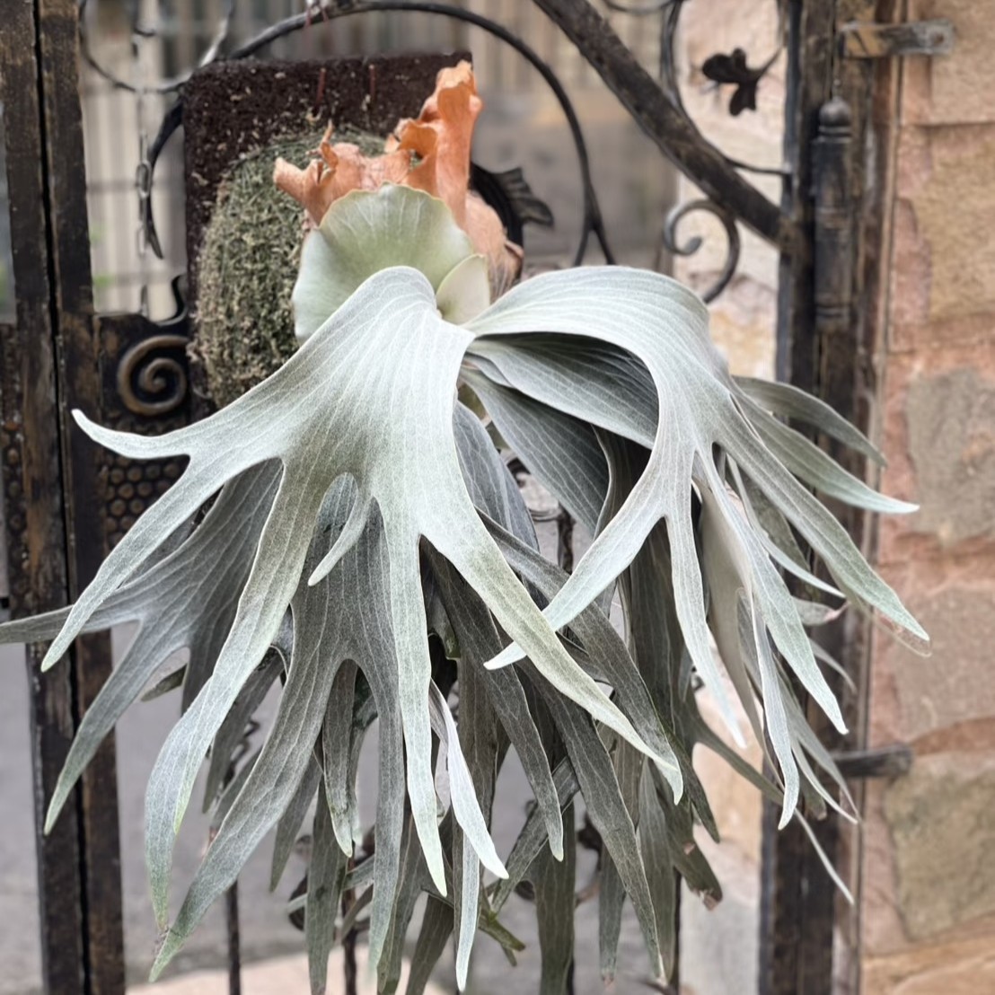 金農  宽叶   绿植 热植