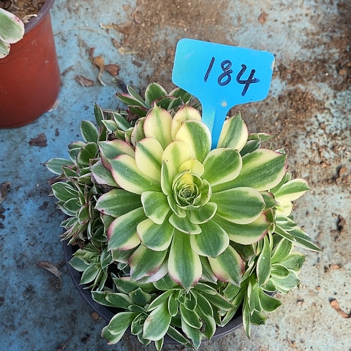 184 一颗海鲜法师多肉